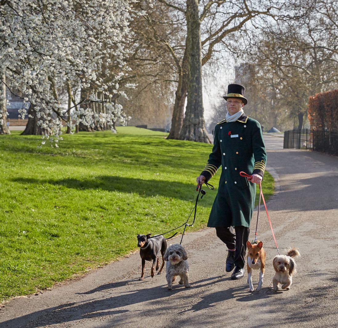 A person wearing a long green coat and top hat walks four dogs of different breeds on leashes along a paved park path, with green grass and blooming trees in the background—perfect for those seeking reviews of dog-friendly hotels in the UK.